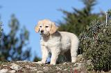 GOLDEN RETRIEVER 573
